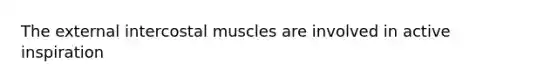 The external intercostal muscles are involved in active inspiration
