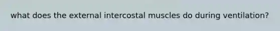 what does the external intercostal muscles do during ventilation?