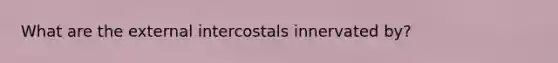 What are the external intercostals innervated by?