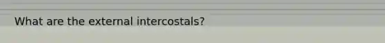 What are the external intercostals?