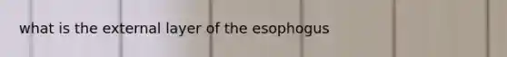 what is the external layer of the esophogus