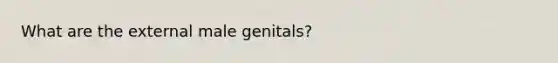 What are the external male genitals?