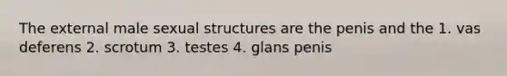 The external male sexual structures are the penis and the 1. vas deferens 2. scrotum 3. testes 4. glans penis