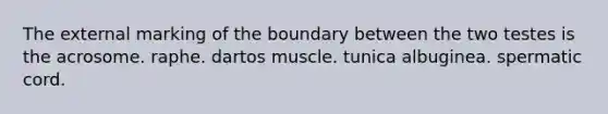 The external marking of the boundary between the two testes is the acrosome. raphe. dartos muscle. tunica albuginea. spermatic cord.