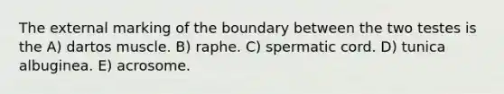 The external marking of the boundary between the two testes is the A) dartos muscle. B) raphe. C) spermatic cord. D) tunica albuginea. E) acrosome.