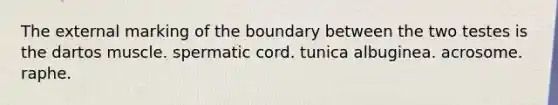 The external marking of the boundary between the two testes is the dartos muscle. spermatic cord. tunica albuginea. acrosome. raphe.