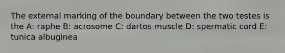The external marking of the boundary between the two testes is the A: raphe B: acrosome C: dartos muscle D: spermatic cord E: tunica albuginea