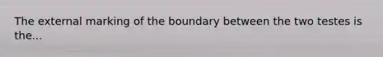 The external marking of the boundary between the two testes is the...