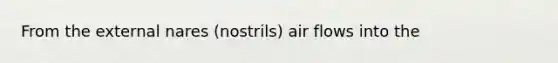 From the external nares (nostrils) air flows into the