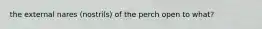 the external nares (nostrils) of the perch open to what?