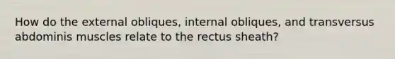 How do the external obliques, internal obliques, and transversus abdominis muscles relate to the rectus sheath?