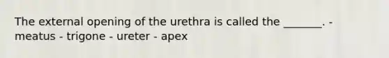 The external opening of the urethra is called the _______. - meatus - trigone - ureter - арех