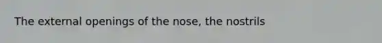 The external openings of the nose, the nostrils