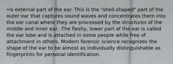 •is external part of the ear. This is the "shell-shaped" part of the outer ear that captures sound waves and concentrates them into the ear canal where they are processed by the structures of the middle and inner ear. -The fleshy, lower part of the ear is called the ear lobe and is attached in some people while free of attachment in others. Modern forensic science recognizes the shape of the ear to be almost as individually distinguishable as fingerprints for personal identification.