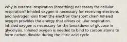 Why is external respiration (breathing) necessary for cellular respiration? Inhaled oxygen is necessary for receiving electrons and hydrogen ions from the electron transport chain Inhaled oxygen provides the energy that drives cellular respiration. Inhaled oxygen is necessary for the breakdown of glucose in glycolysis. Inhaled oxygen is needed to bind to carbon atoms to form carbon dioxide during the citric acid cycle.