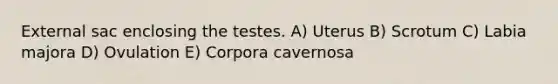 External sac enclosing the testes. A) Uterus B) Scrotum C) Labia majora D) Ovulation E) Corpora cavernosa