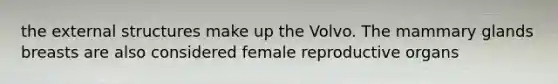 the external structures make up the Volvo. The mammary glands breasts are also considered female reproductive organs