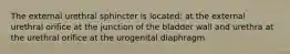 The external urethral sphincter is located: at the external urethral orifice at the junction of the bladder wall and urethra at the urethral orifice at the urogenital diaphragm