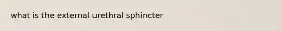 what is the external urethral sphincter