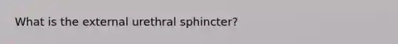 What is the external urethral sphincter?