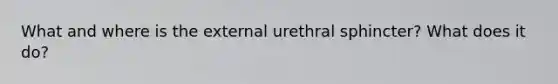 What and where is the external urethral sphincter? What does it do?