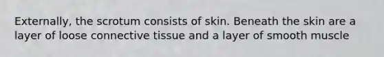 Externally, the scrotum consists of skin. Beneath the skin are a layer of loose <a href='https://www.questionai.com/knowledge/kYDr0DHyc8-connective-tissue' class='anchor-knowledge'>connective tissue</a> and a layer of smooth muscle