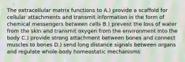 The extracellular matrix functions to A.) provide a scaffold for cellular attachments and transmit information in the form of chemical messengers between cells B.) prevent the loss of water from the skin and transmit oxygen from the environment into the body C.) provide strong attachment between bones and connect muscles to bones D.) send long distance signals between organs and regulate whole-body homeostatic mechanisms