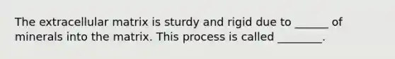The extracellular matrix is sturdy and rigid due to ______ of minerals into the matrix. This process is called ________.