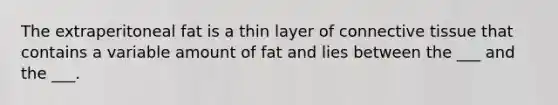 The extraperitoneal fat is a thin layer of connective tissue that contains a variable amount of fat and lies between the ___ and the ___.