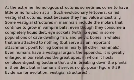 At the extreme, homologous structures sometimes come to have little or no function at all. Such evolutionary leftovers, called vestigial structures, exist because they had value ancestrally. Some vestigial structures in mammals include the molars that continue to grow in vampire bats, even though they consume a completely liquid diet, eye sockets (with no eyes) in some populations of cave-dwelling fish, and pelvic bones in whales that are attached to nothing (but serve as an important attachment point for leg bones in nearly all other mammals). Even humans have a vestigial organ: the appendix. It is greatly enlarged in our relatives the great apes, in whom it hosts cellulose-digesting bacteria that aid in breaking down the plants in their diet, but in humans it serves no purpose (Figure 8-39 Evidence for evolution: vestigial structures) .