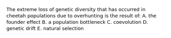 The extreme loss of genetic diversity that has occurred in cheetah populations due to overhunting is the result of: A. the founder effect B. a population bottleneck C. coevolution D. genetic drift E. natural selection