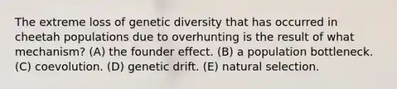 The extreme loss of genetic diversity that has occurred in cheetah populations due to overhunting is the result of what mechanism? (A) the founder effect. (B) a population bottleneck. (C) coevolution. (D) genetic drift. (E) natural selection.