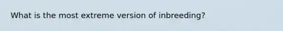 What is the most extreme version of inbreeding?