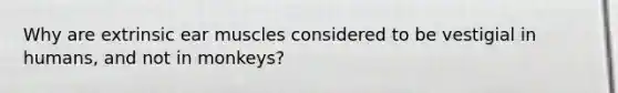 Why are extrinsic ear muscles considered to be vestigial in humans, and not in monkeys?