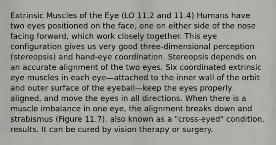 Extrinsic Muscles of the Eye (LO 11.2 and 11.4) Humans have two eyes positioned on the face, one on either side of the nose facing forward, which work closely together. This eye configuration gives us very good three-dimensional perception (stereopsis) and hand-eye coordination. Stereopsis depends on an accurate alignment of the two eyes. Six coordinated extrinsic eye muscles in each eye—attached to the inner wall of the orbit and outer surface of the eyeball—keep the eyes properly aligned, and move the eyes in all directions. When there is a muscle imbalance in one eye, the alignment breaks down and strabismus (Figure 11.7). also known as a "cross-eyed" condition, results. It can be cured by vision therapy or surgery.