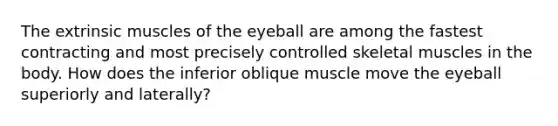 The extrinsic muscles of the eyeball are among the fastest contracting and most precisely controlled skeletal muscles in the body. How does the inferior oblique muscle move the eyeball superiorly and laterally?