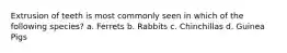 Extrusion of teeth is most commonly seen in which of the following species? a. Ferrets b. Rabbits c. Chinchillas d. Guinea Pigs