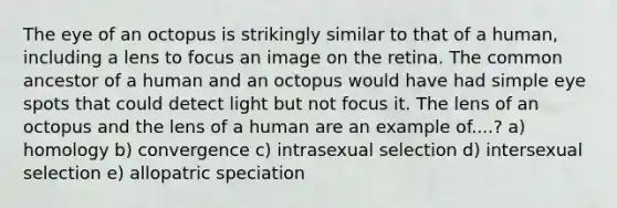 The eye of an octopus is strikingly similar to that of a human, including a lens to focus an image on the retina. The common ancestor of a human and an octopus would have had simple eye spots that could detect light but not focus it. The lens of an octopus and the lens of a human are an example of....? a) homology b) convergence c) intrasexual selection d) intersexual selection e) allopatric speciation