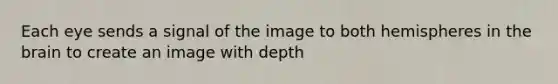 Each eye sends a signal of the image to both hemispheres in the brain to create an image with depth