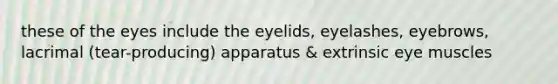 these of the eyes include the eyelids, eyelashes, eyebrows, lacrimal (tear-producing) apparatus & extrinsic eye muscles