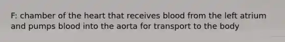 F: chamber of the heart that receives blood from the left atrium and pumps blood into the aorta for transport to the body