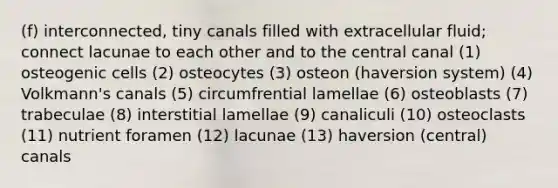 (f) interconnected, tiny canals filled with extracellular fluid; connect lacunae to each other and to the central canal (1) osteogenic cells (2) osteocytes (3) osteon (haversion system) (4) Volkmann's canals (5) circumfrential lamellae (6) osteoblasts (7) trabeculae (8) interstitial lamellae (9) canaliculi (10) osteoclasts (11) nutrient foramen (12) lacunae (13) haversion (central) canals