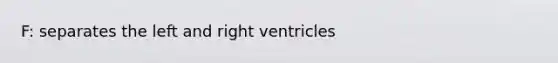 F: separates the left and right ventricles