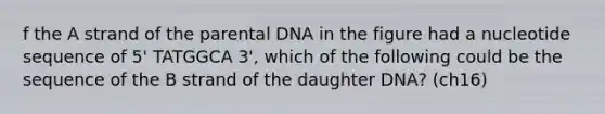 f the A strand of the parental DNA in the figure had a nucleotide sequence of 5' TATGGCA 3', which of the following could be the sequence of the B strand of the daughter DNA? (ch16)