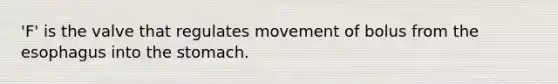 'F' is the valve that regulates movement of bolus from <a href='https://www.questionai.com/knowledge/kSjVhaa9qF-the-esophagus' class='anchor-knowledge'>the esophagus</a> into <a href='https://www.questionai.com/knowledge/kLccSGjkt8-the-stomach' class='anchor-knowledge'>the stomach</a>.