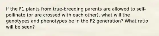 If the F1 plants from true-breeding parents are allowed to self-pollinate (or are crossed with each other), what will the genotypes and phenotypes be in the F2 generation? What ratio will be seen?