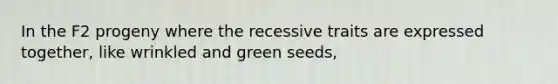 In the F2 progeny where the recessive traits are expressed together, like wrinkled and green seeds,