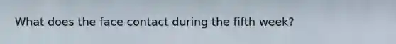 What does the face contact during the fifth week?