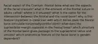 Facial aspect of the Cranium -frontal bone what are the aspects of the facial cranium? what is the eminent of the frontal suture in adults called? where is it situated? what is the name for the intersection between the frontal and the nasal bone? why is this feature important in medicine? with which bones does the frontal bone articulate horizontally(orbital part)? what does the supraorbital margin separate in the frontal bone? which structure of the frontal bone gives passage to the supraorbital nerve and vessels? which anatomical feature of the facial bone is gender-dependent?