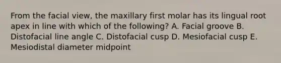 From the facial view, the maxillary first molar has its lingual root apex in line with which of the following? A. Facial groove B. Distofacial line angle C. Distofacial cusp D. Mesiofacial cusp E. Mesiodistal diameter midpoint